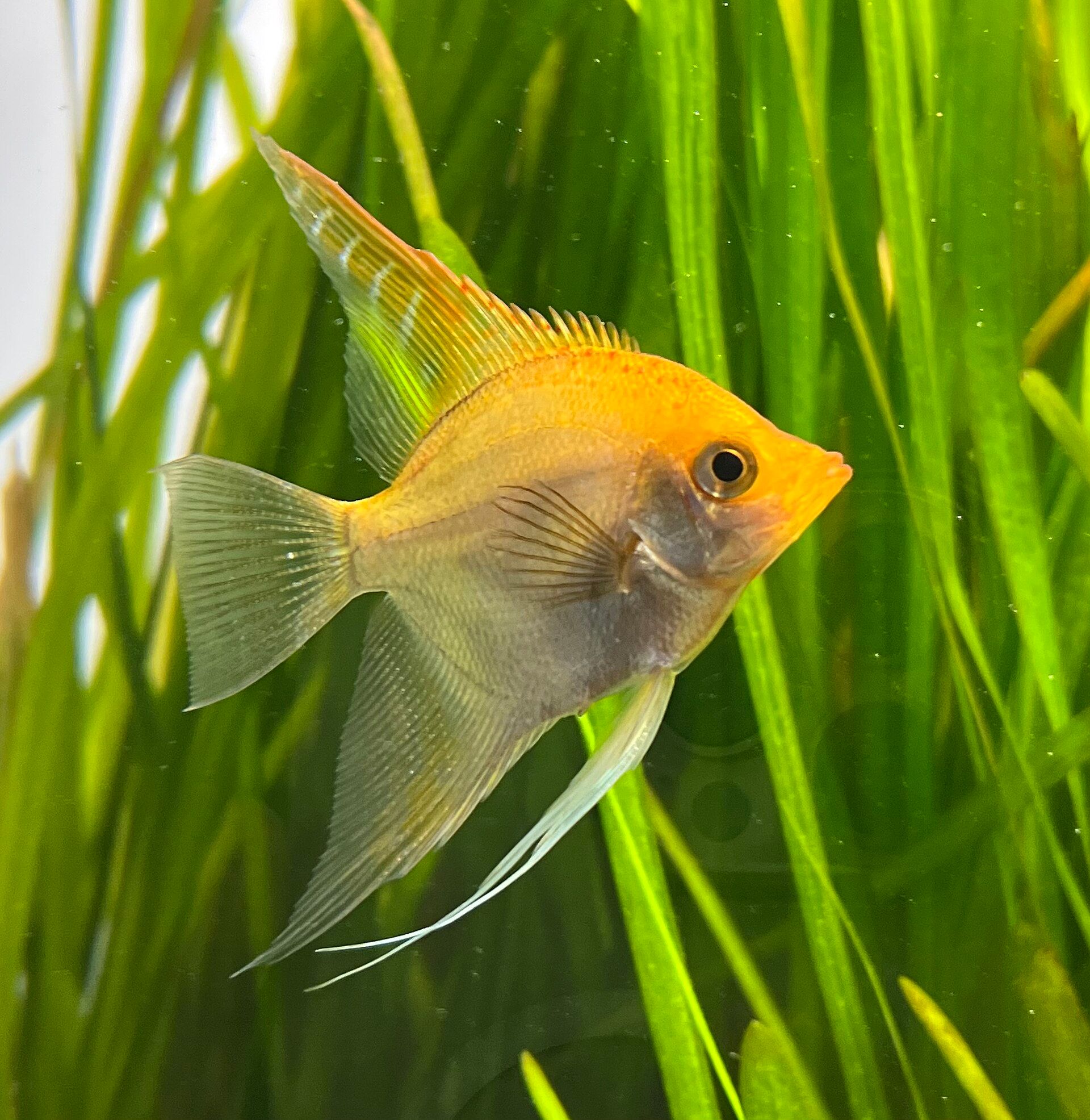 A golden angelfish with long trailing fins in front of green plants