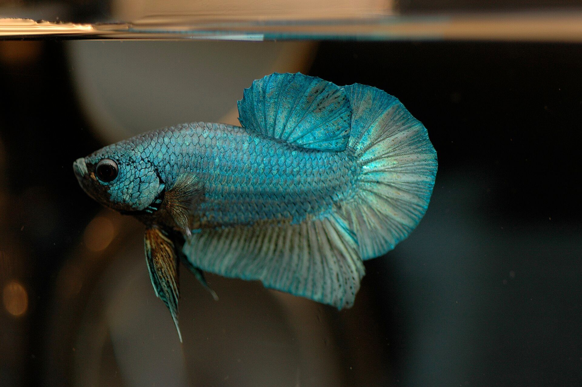 A turquoise-blue betta fighter fish with a large fanned tail