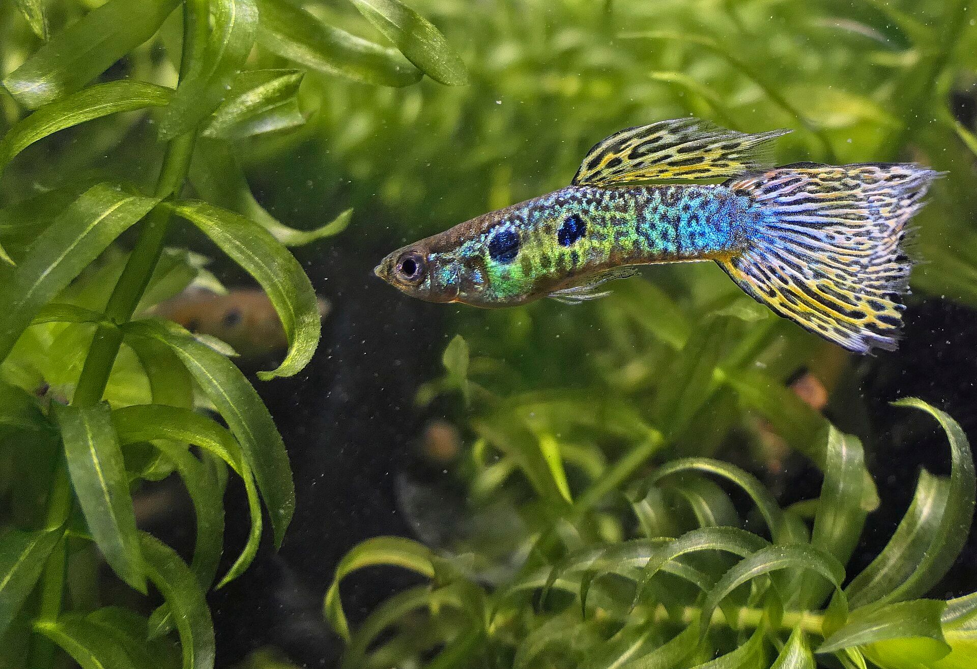 A male guppy with a patterned blue and yellow tail among green plants