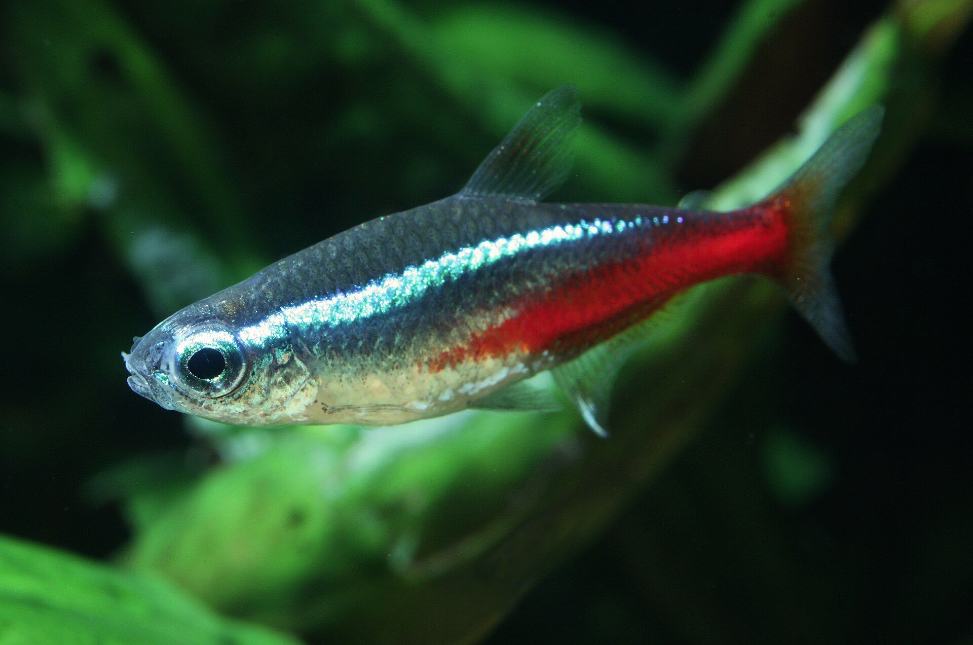 A neon tetra with its glowing blue and red stripe