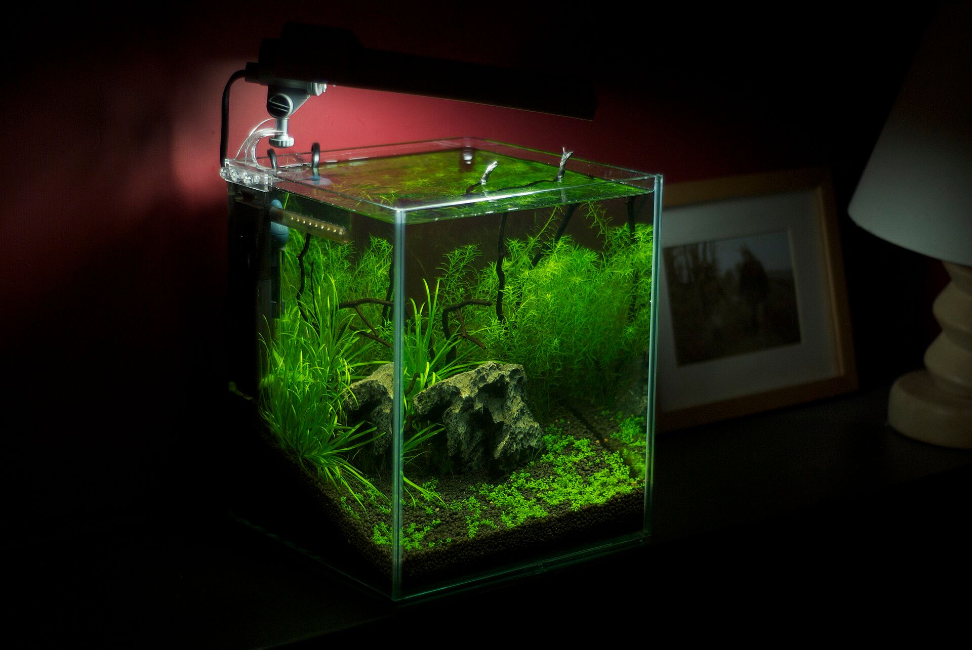 A small planted freshwater aquarium glowing on a table