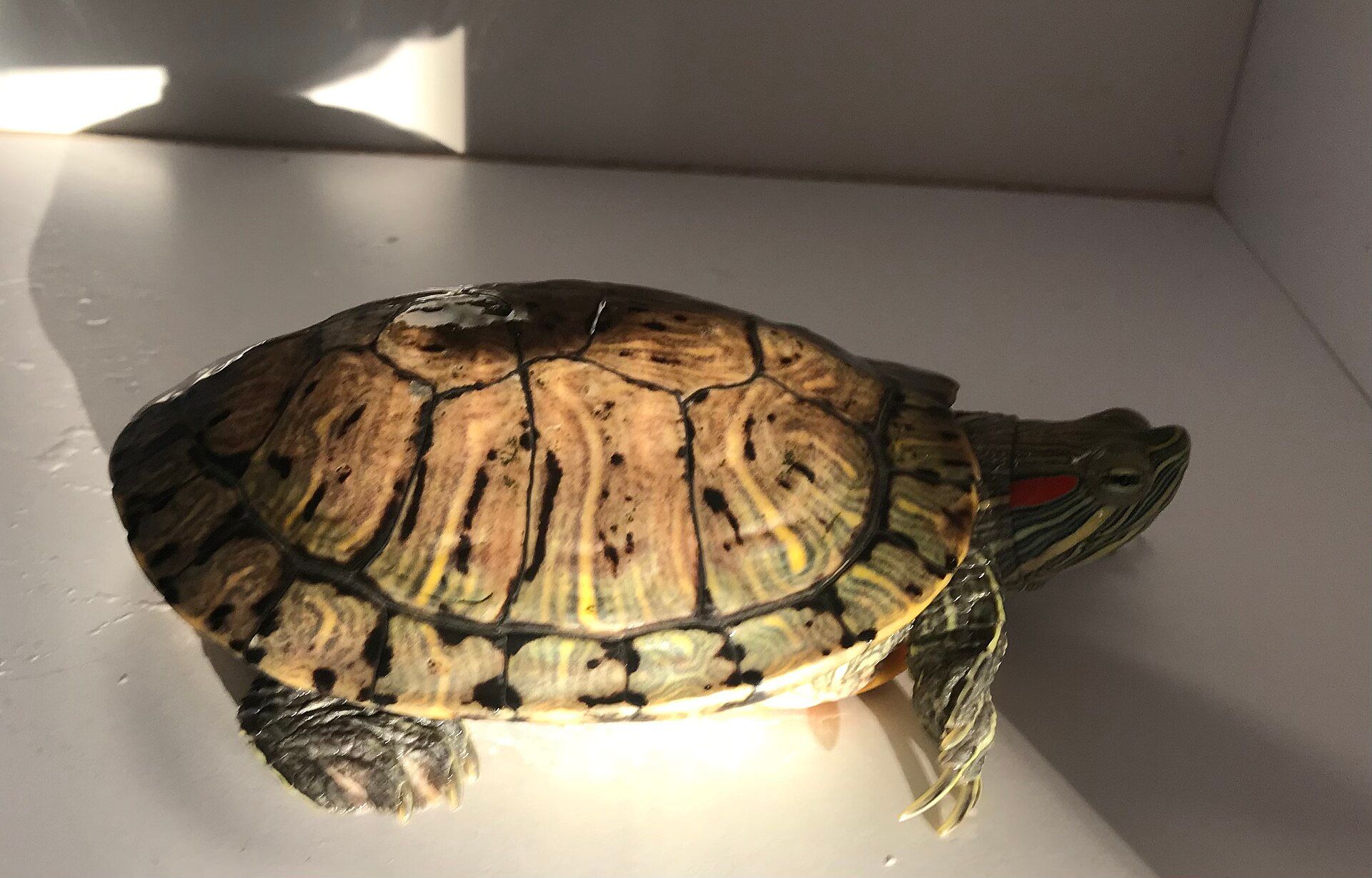 A red-eared slider turtle resting on a light surface